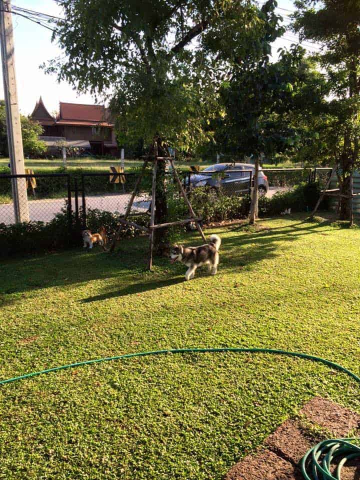 Hot Dog Swimming Pool 5