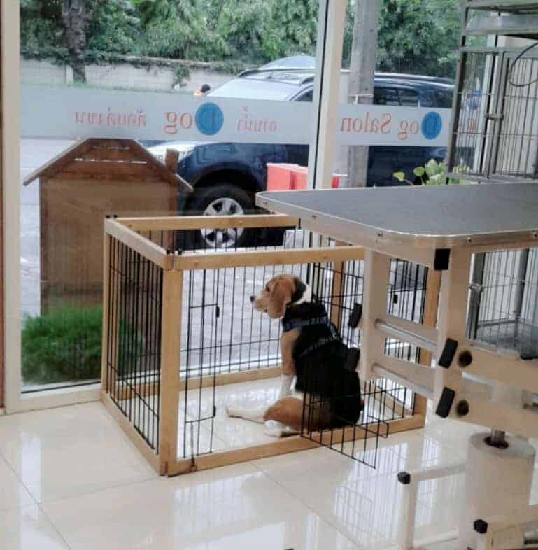 For Dog Salon Paradise Park 2