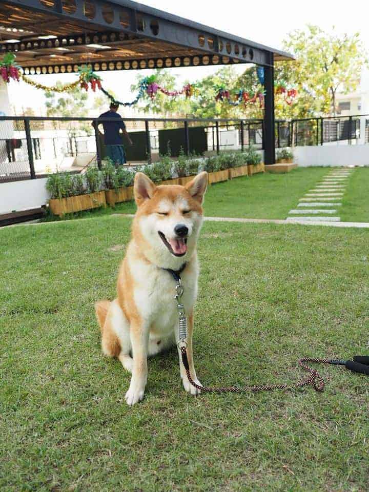 Modog Pet (พระราม 2) 6