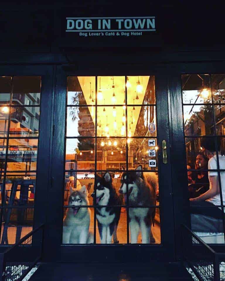 Dog In Town (เอกมัย) 2