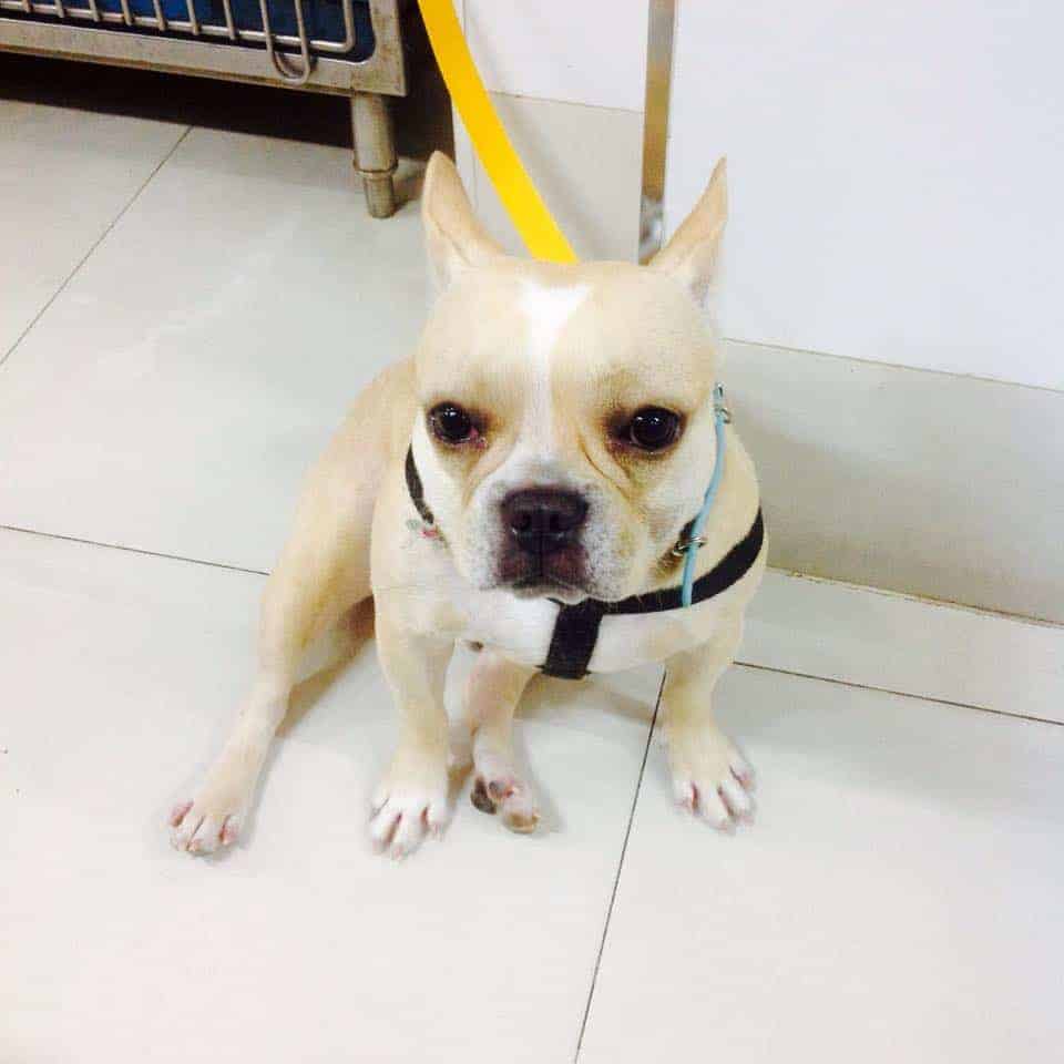 โรงพยาบาลสัตว์เจริญสุข Charoensuk Animal Hospital 9