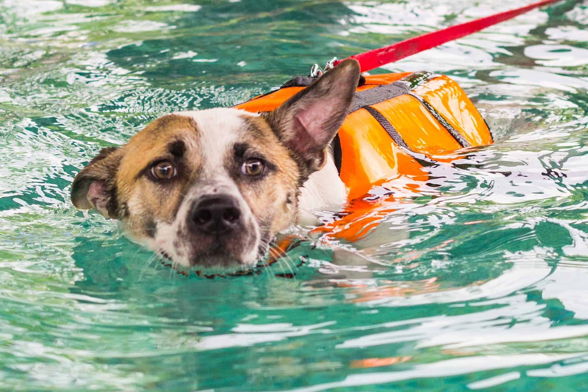 Hot Dog Swimming Pool 3