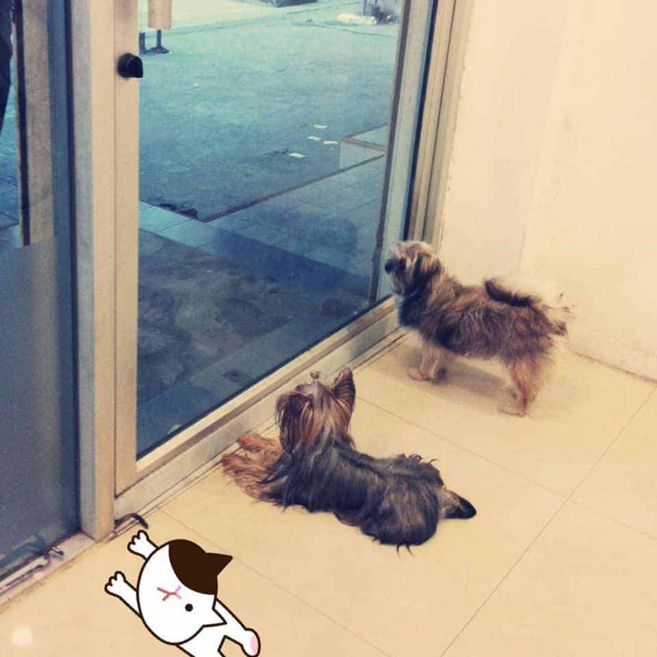 Petbox Dog Hotel 1