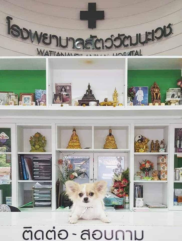 โรงพยาบาลสัตว์วัฒนะเวช 9