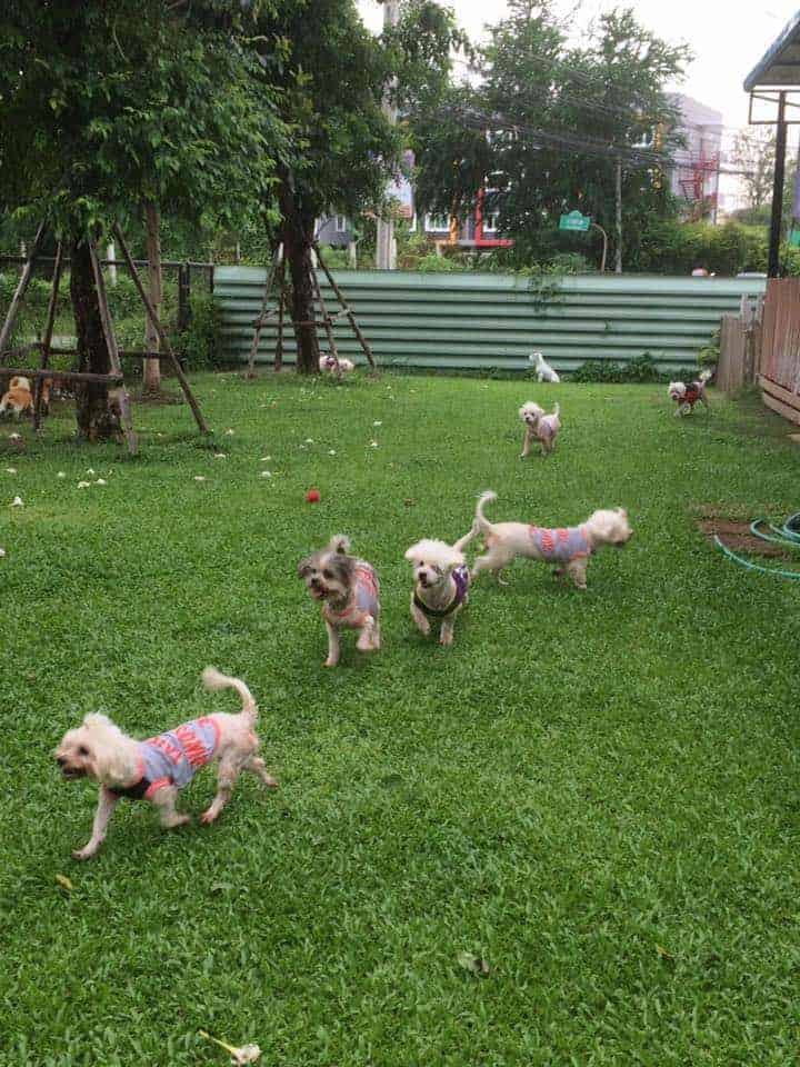 Hot Dog Swimming Pool 6