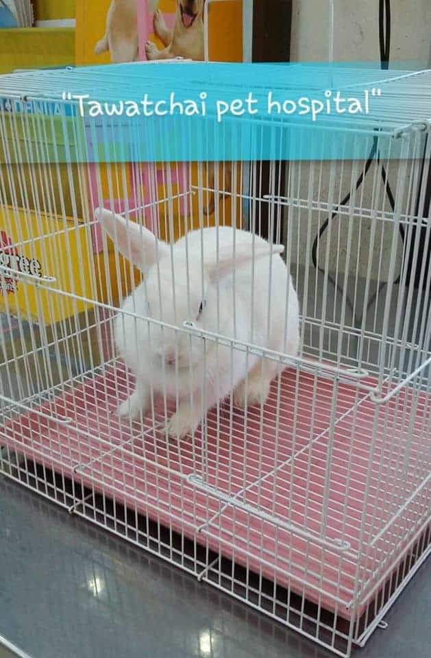 โรงพยาบาลสัตว์ธวัชชัย 5