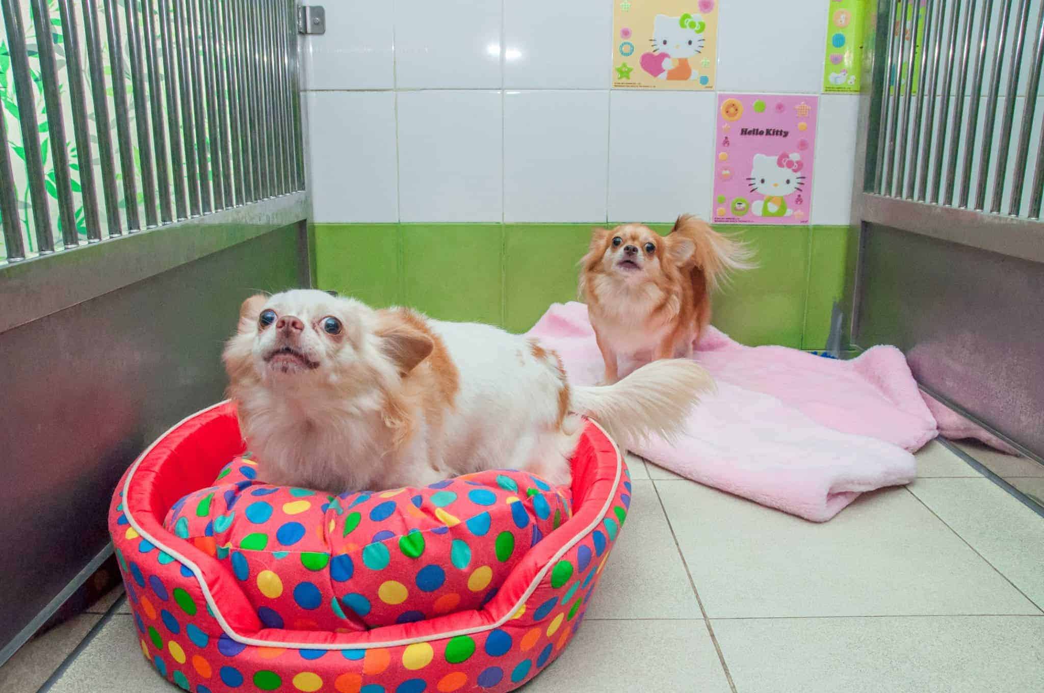 Doggie Doo รังสิต 8