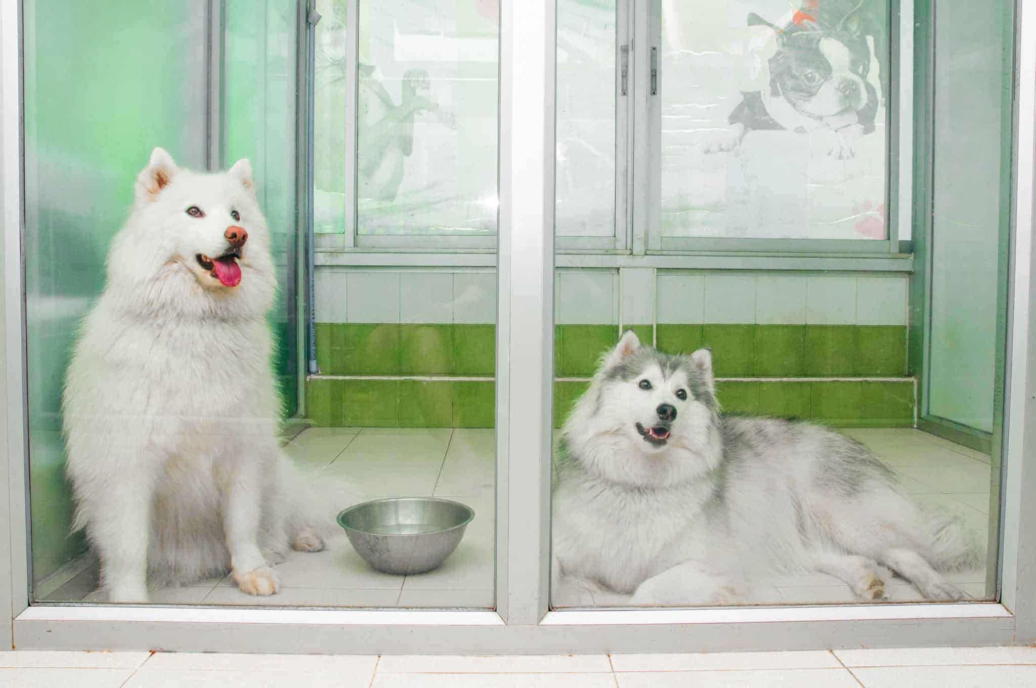 Doggie Doo รังสิต 9