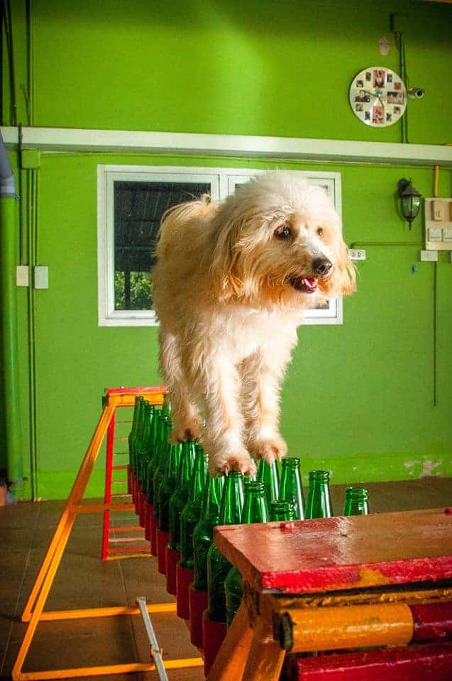 Doggie Doo รังสิต 5