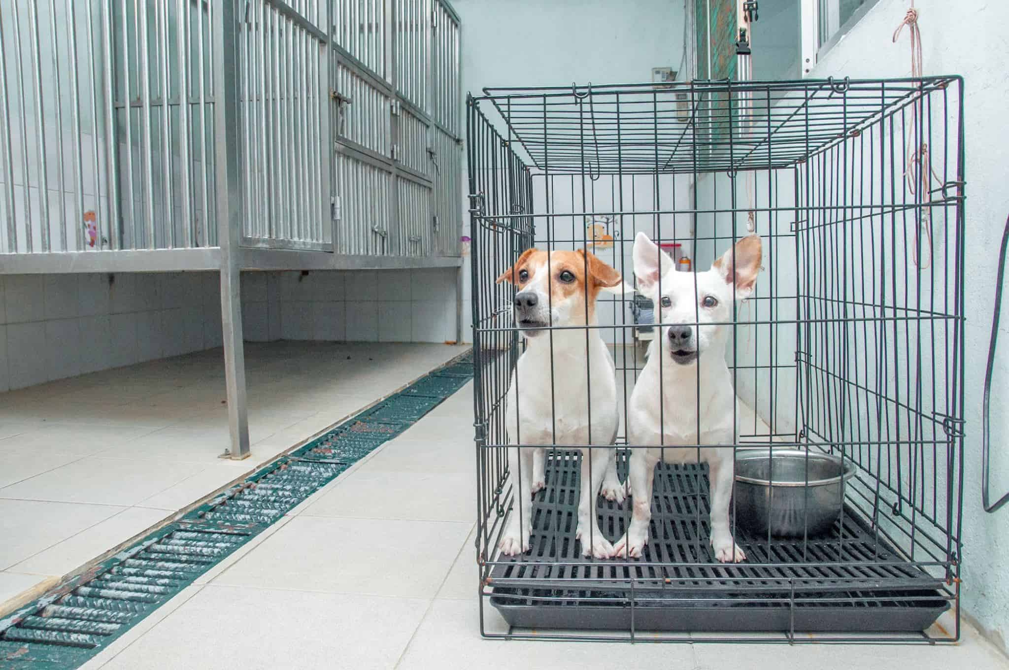 Doggie Doo เย็นอากาศ 2