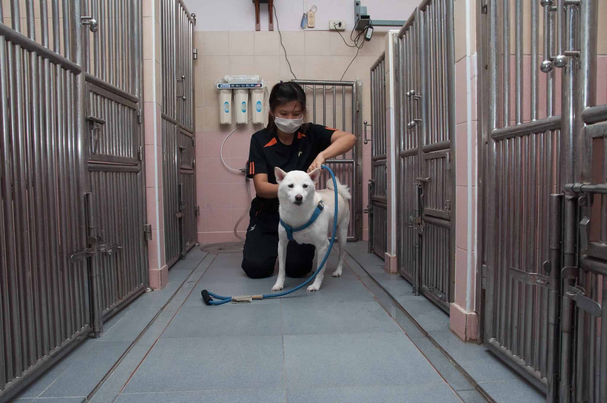 Doggie Doo เย็นอากาศ 7