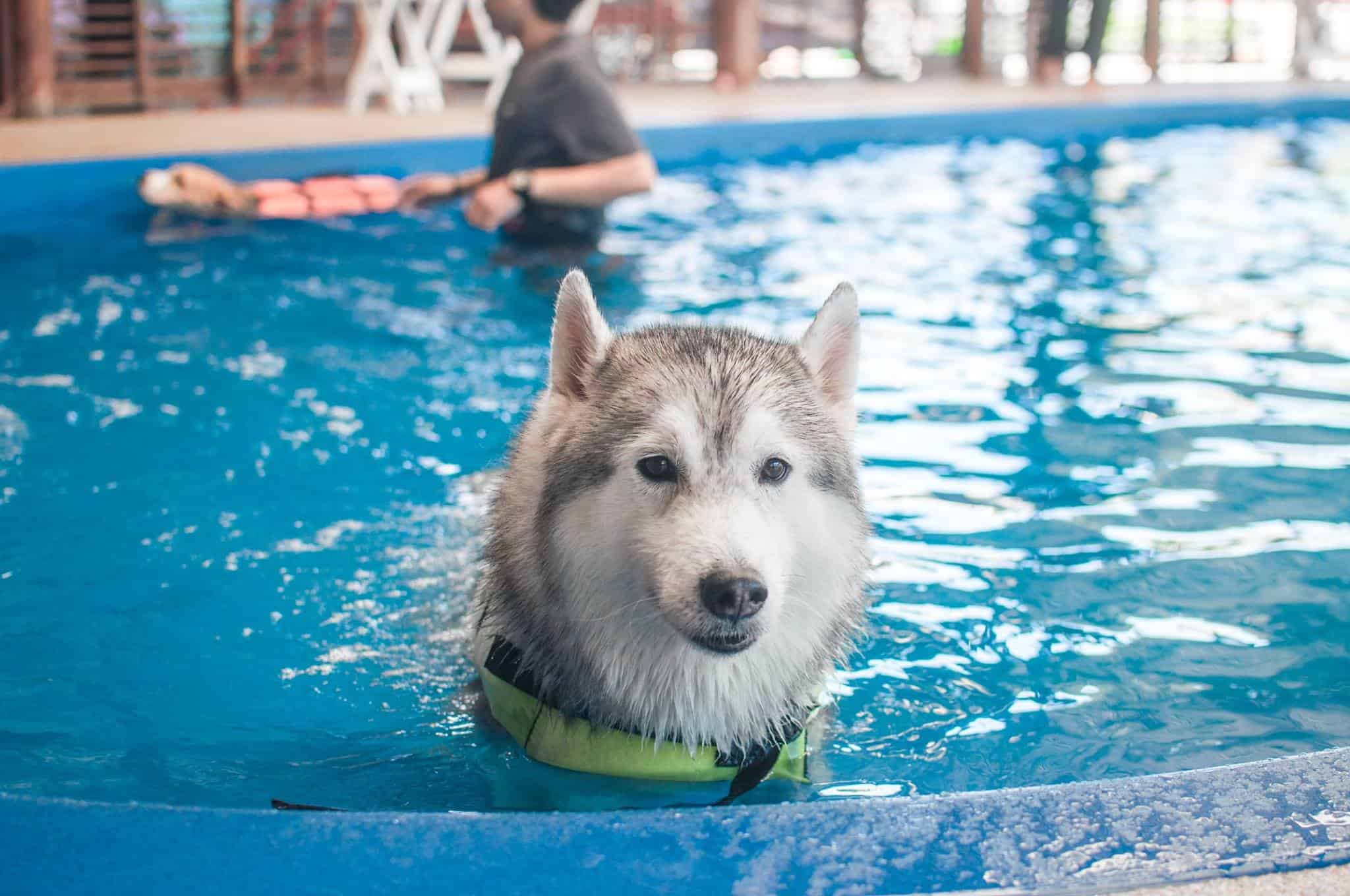 Doggie Doo รังสิต 2
