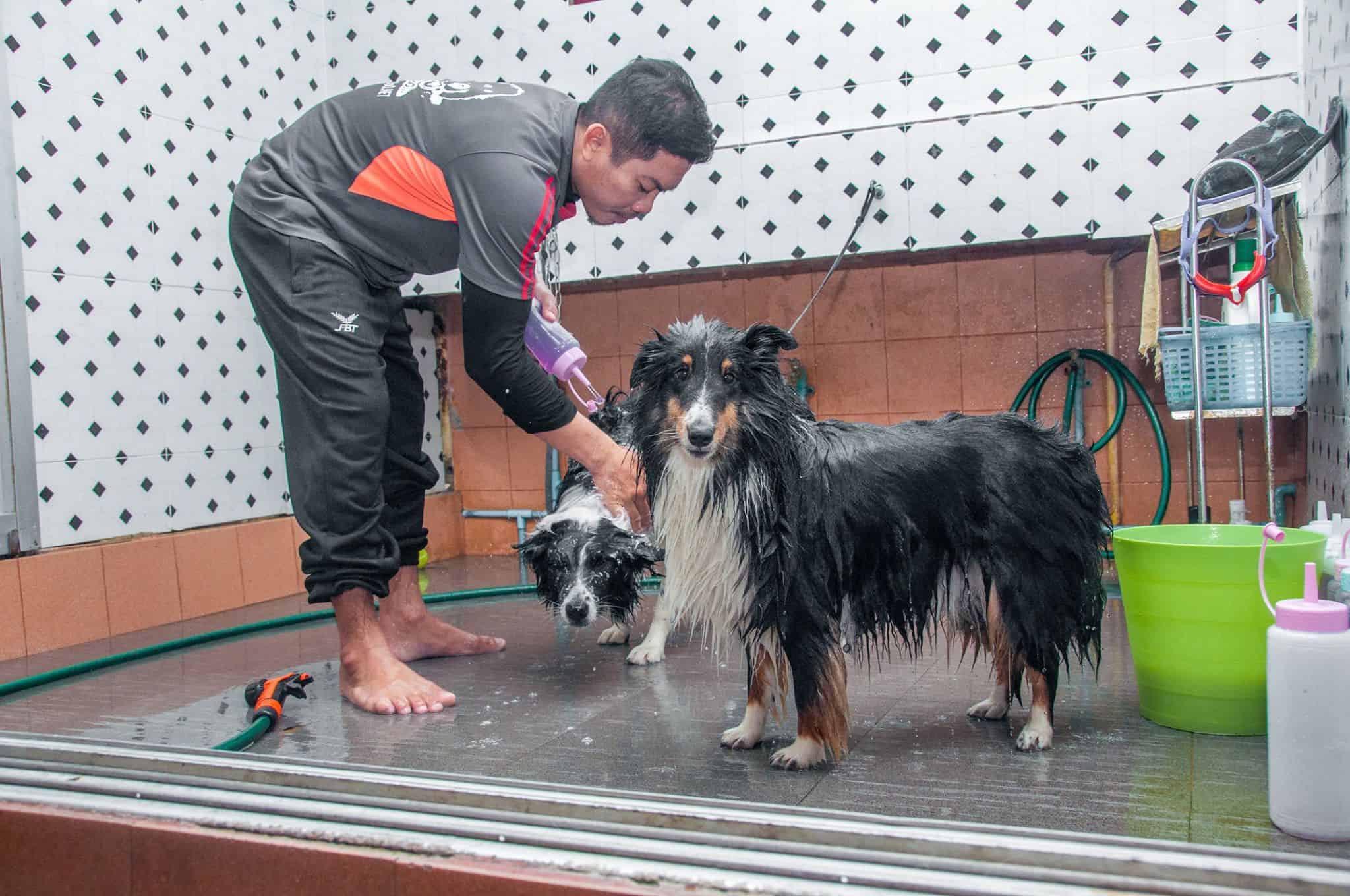 Doggie Doo เย็นอากาศ 6