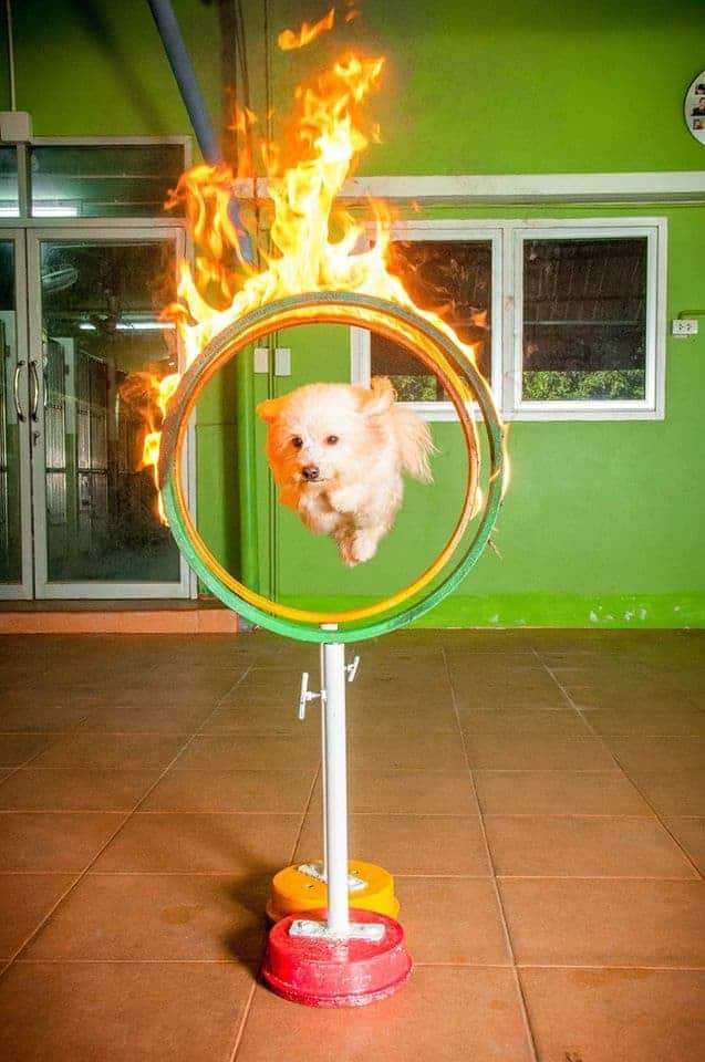 Doggie Doo รังสิต 6