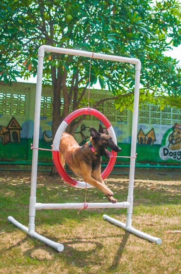 Doggie Doo รังสิต 3