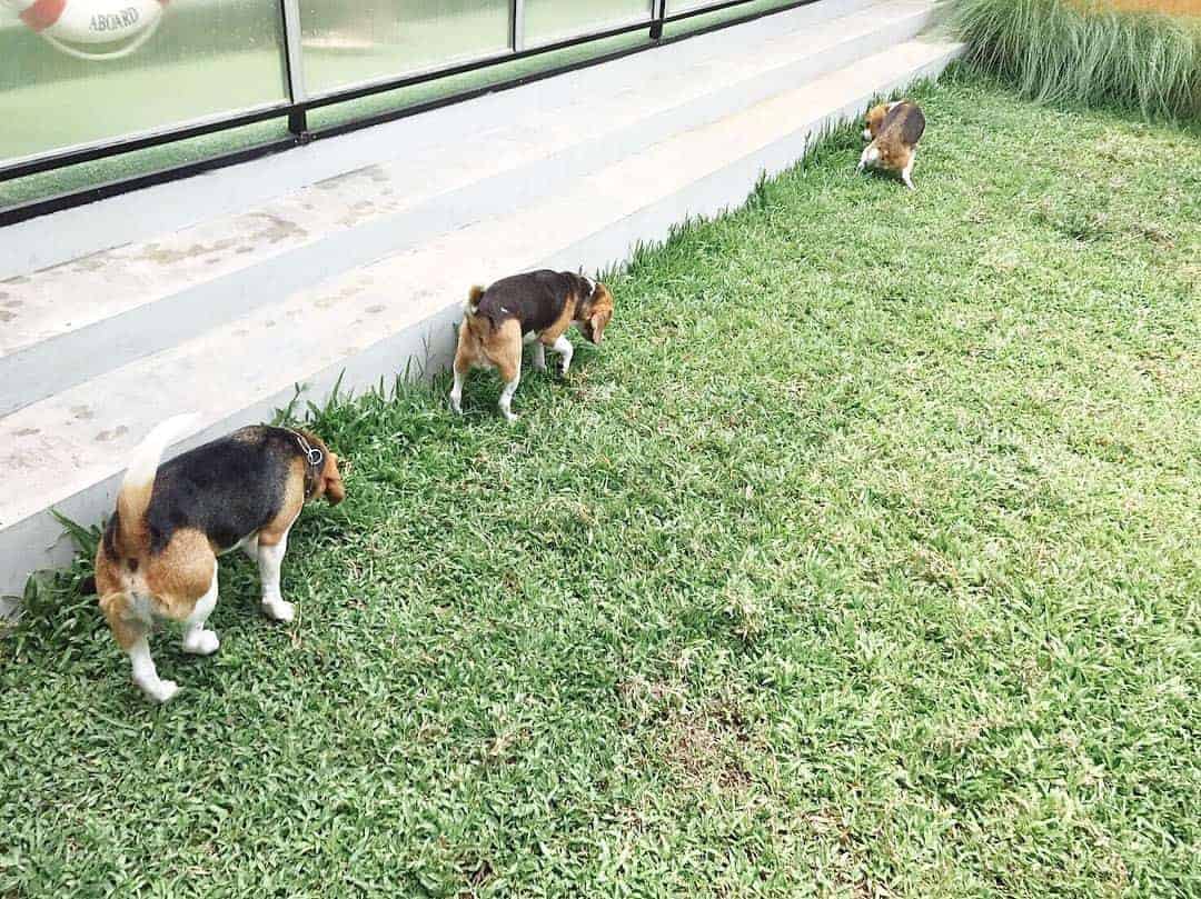 Dog Hour 2