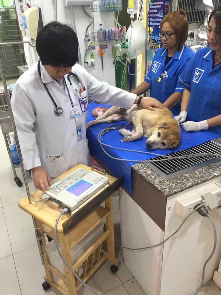 โรงพยาบาลสัตว์สวนหลวงสัตวแพทย์ SLV Pet Hospital 3