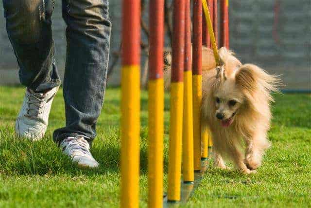 Doggie Doo เย็นอากาศ 9
