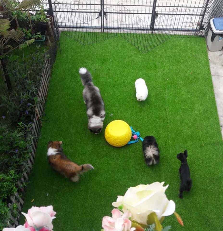 BARK LOUNGE 3