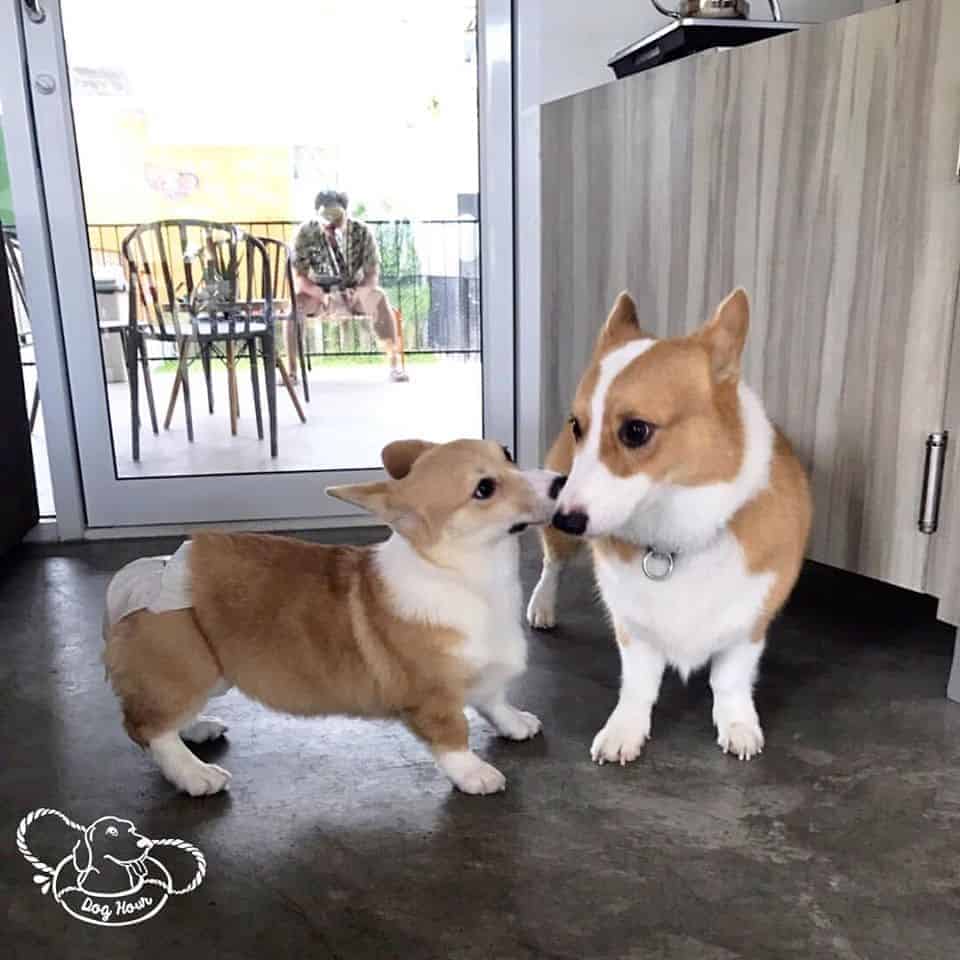 Dog Hour 3