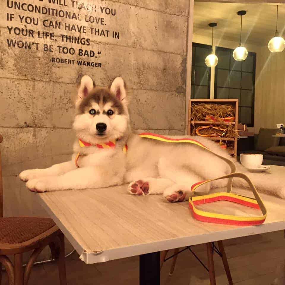 Dog In Town (เอกมัย) 5