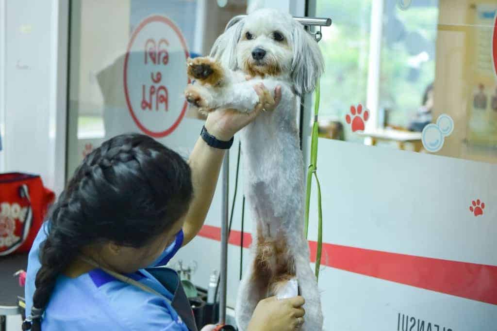 โรงพยาบาลสัตว์ทองหล่อ สาขาศรีนครินทร์