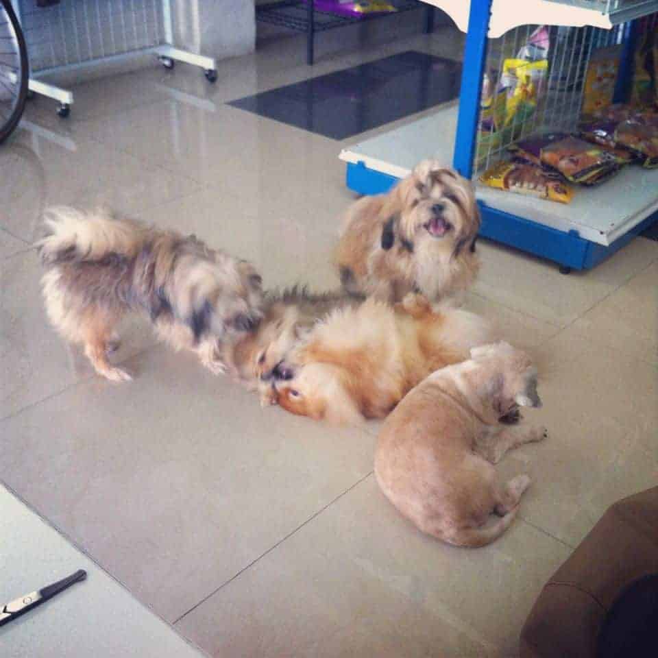 Petbox Dog Hotel 2
