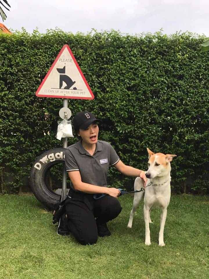 Clicker Dog Dog Training School 1