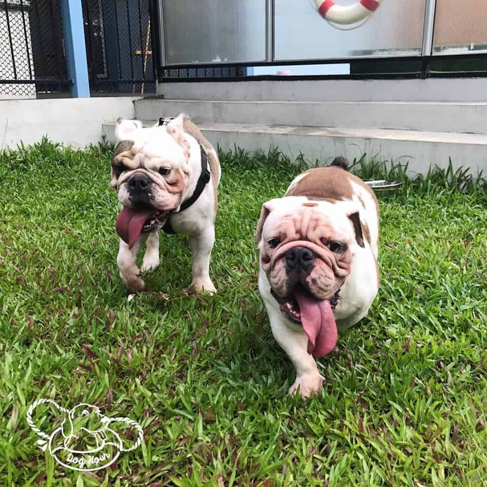 Dog Hour 4