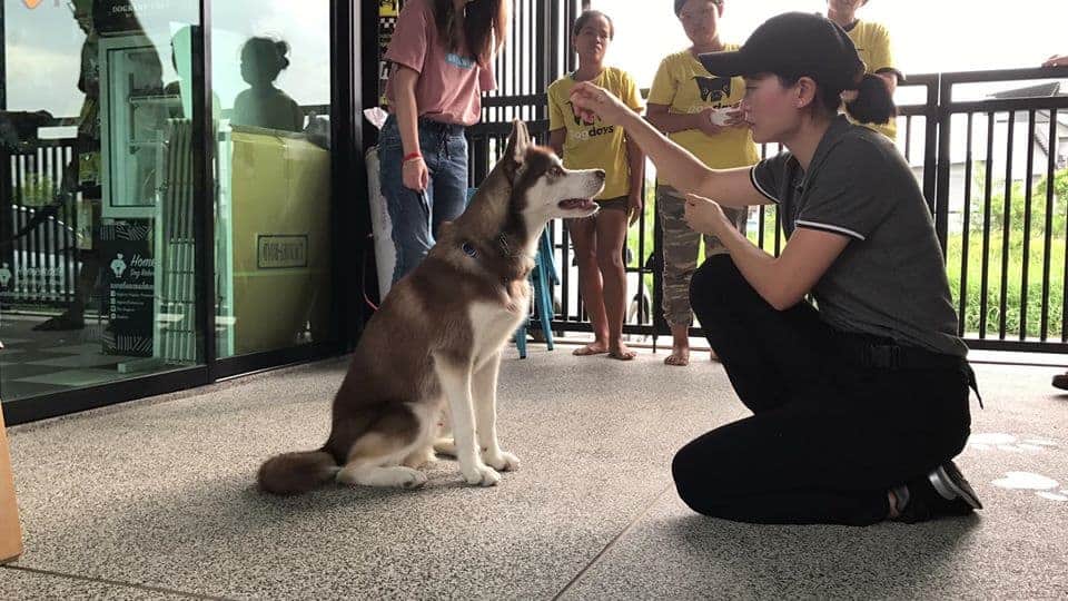 Clicker Dog Dog Training School 2