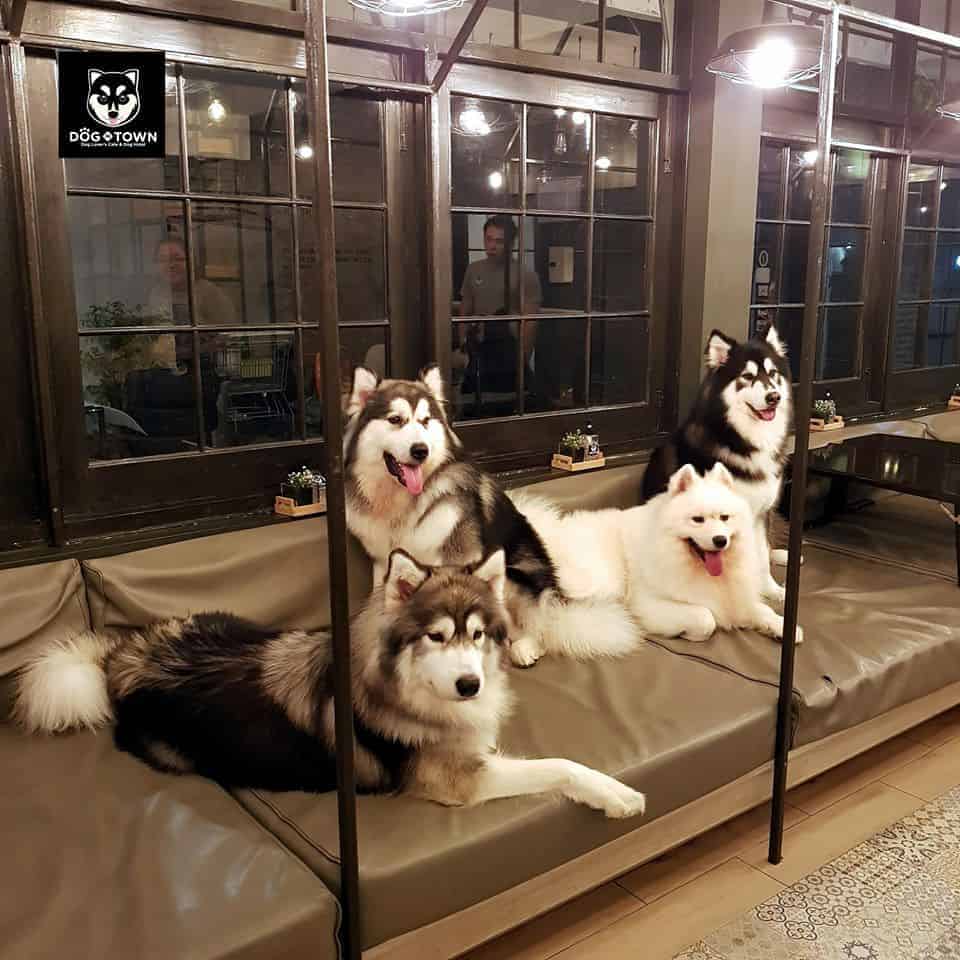 Dog In Town (เอกมัย) 6