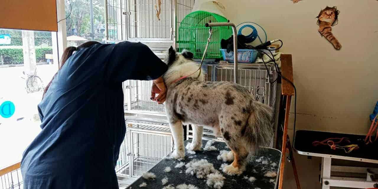 For Dog Salon Paradise Park 5