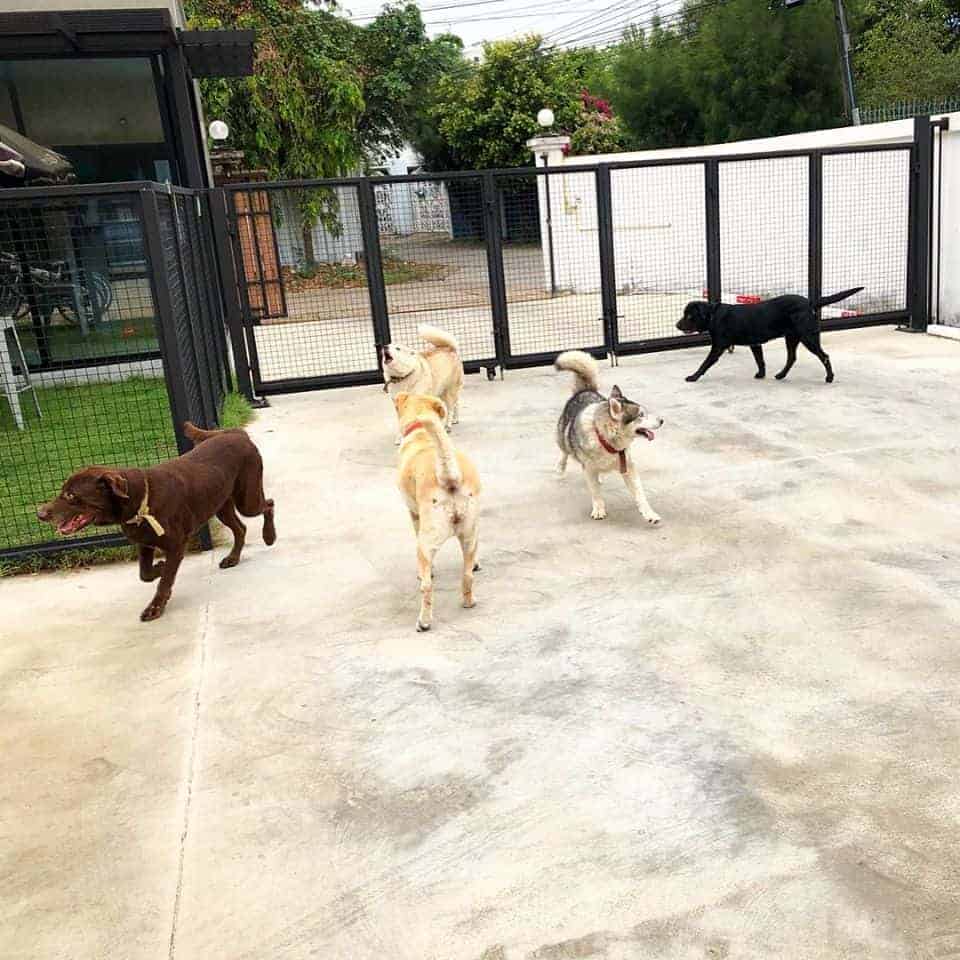 Puenpet Dog Hotel 8