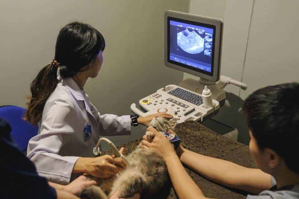 โรงพยาบาลสัตว์พญาไท 7 Phyathai 7 Animal Hospital 9