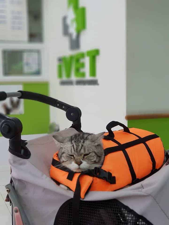โรงพยาบาลสัตว์ไอเว็ท (เวสต์เซนทรัล ศาลายา) Ivethospital (West Central Salaya) 6