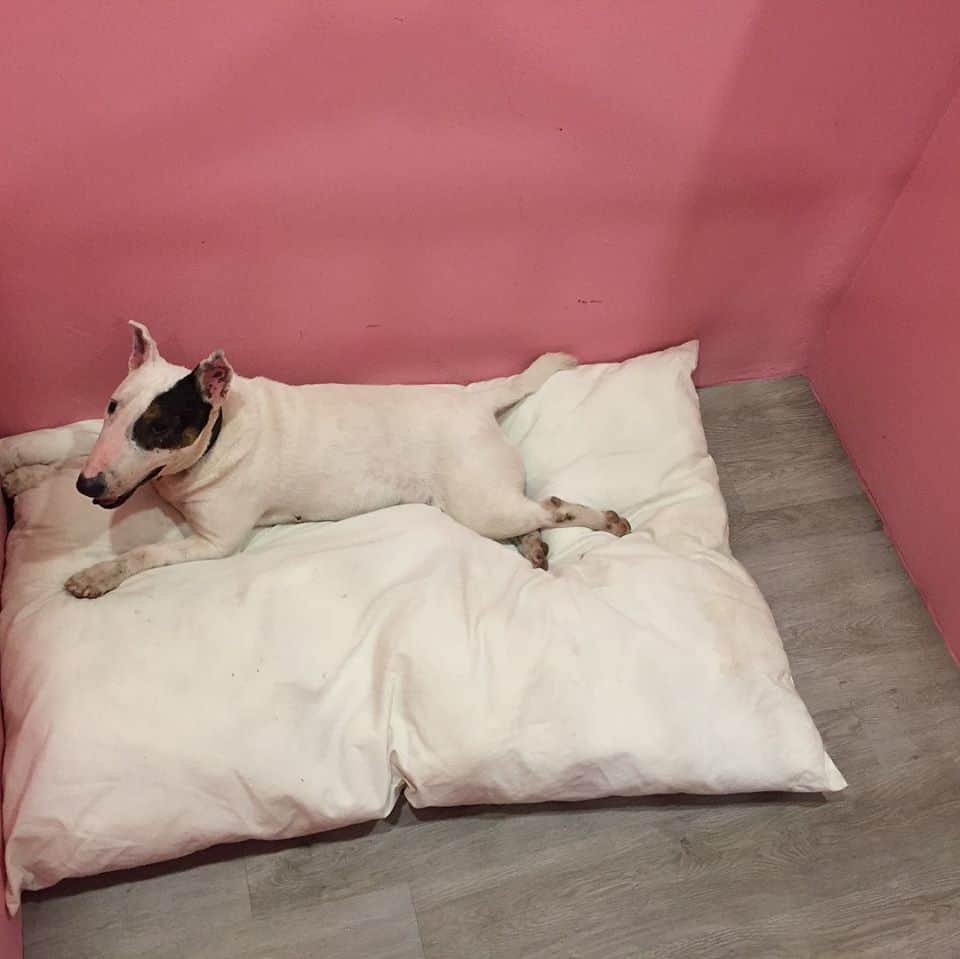 Puenpet Dog Hotel 9