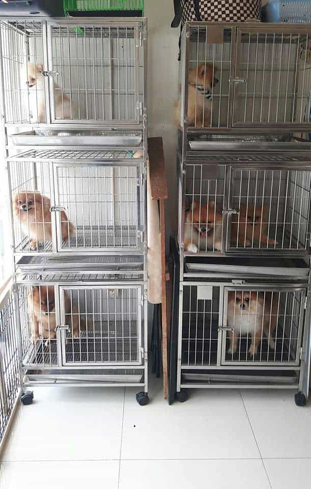 For Dog Salon Paradise Park 4