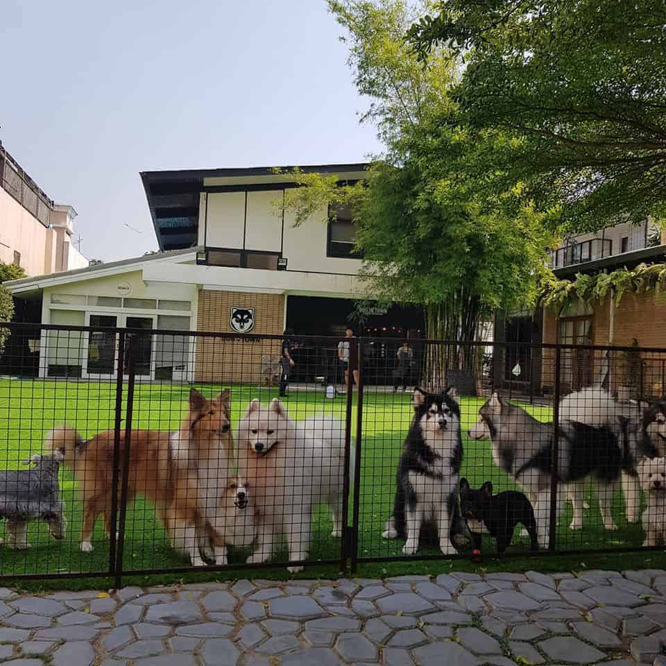Dog In Town (เอกมัย) 1