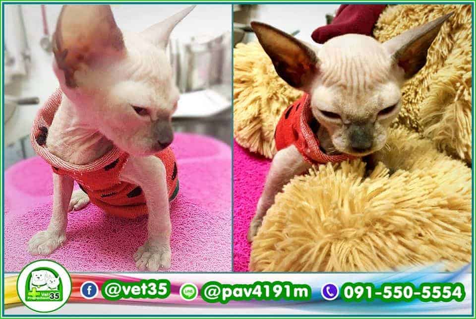 โรงพยาบาลสัตว์ประชาชื่น 35 Vet Prachacheun 35 6