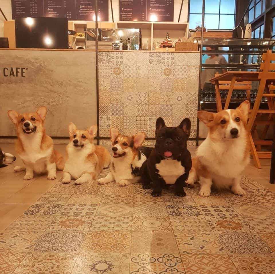 Dog In Town (เอกมัย) 4