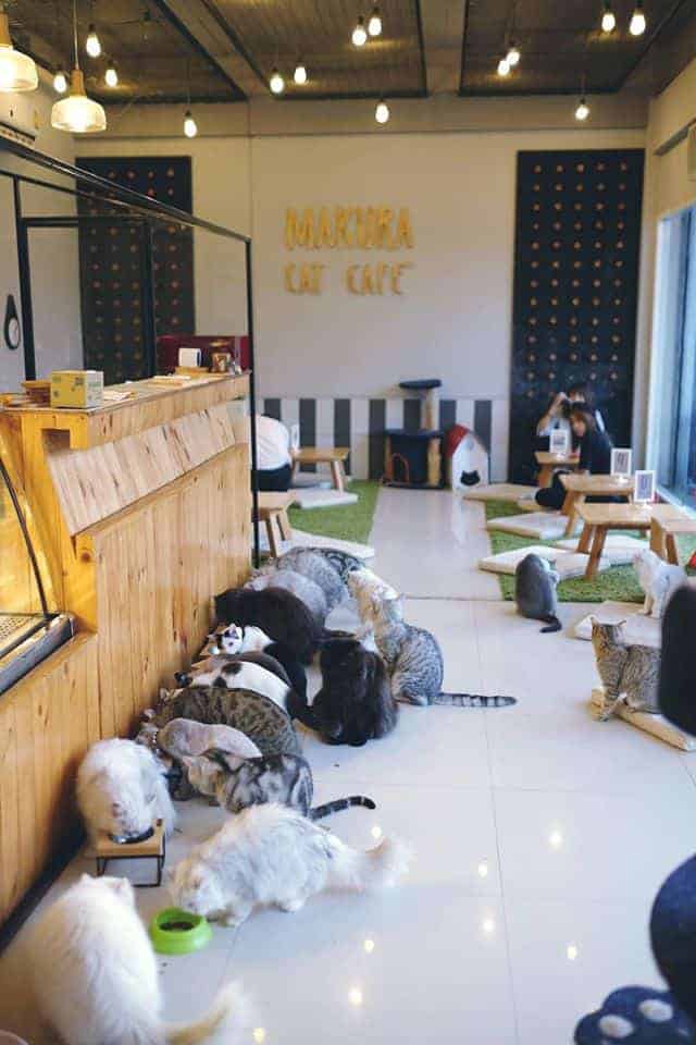 Makura Cat Cafe' 6
