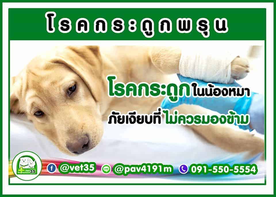 โรงพยาบาลสัตว์ประชาชื่น 35 Vet Prachacheun 35 3