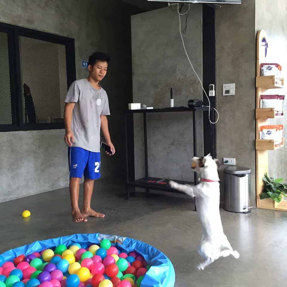 Puenpet Dog Hotel 2