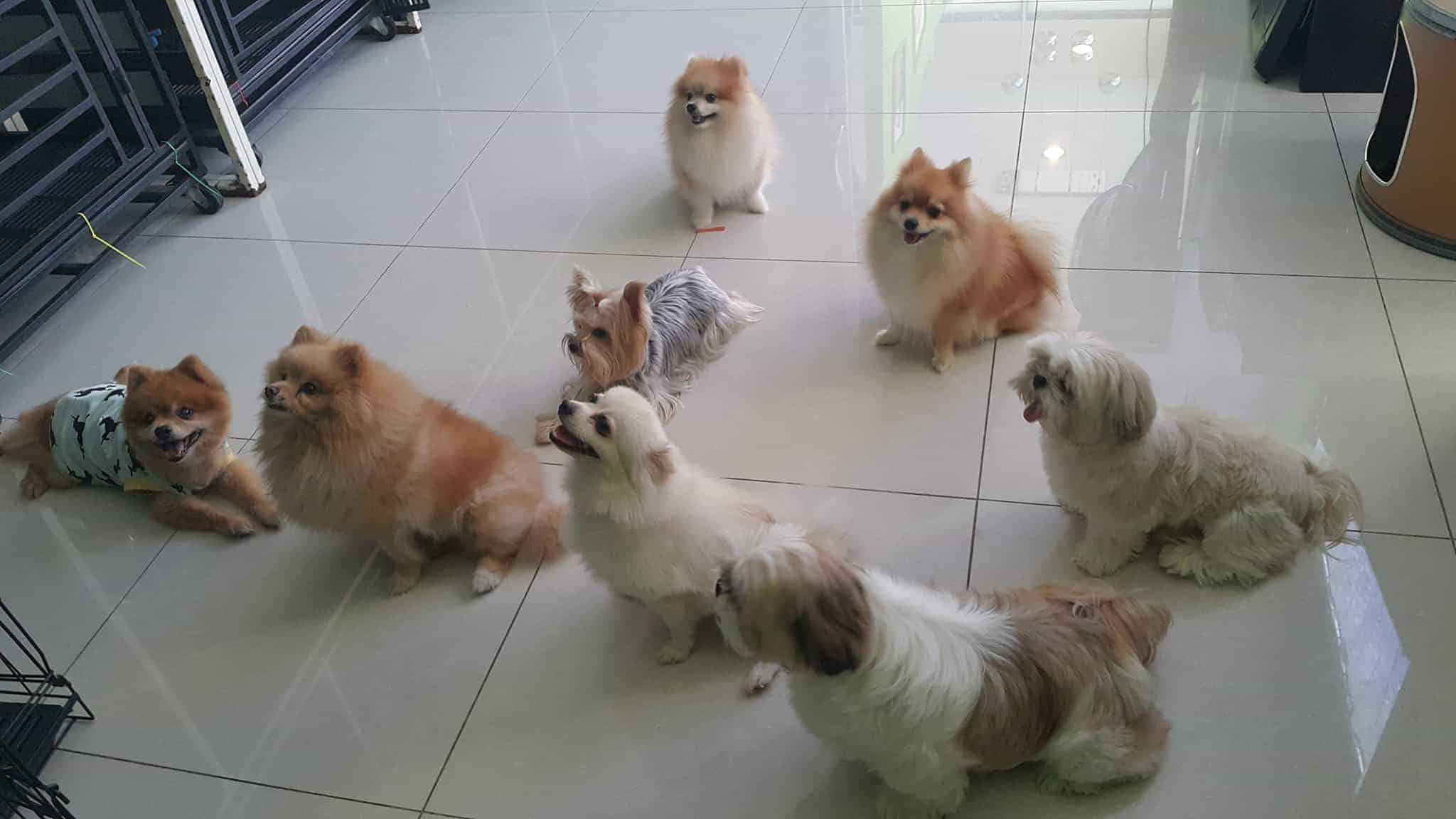Doggy Station รับฝากเลี้ยง อาบน้ำ-ตัดขน น้องหมา 1