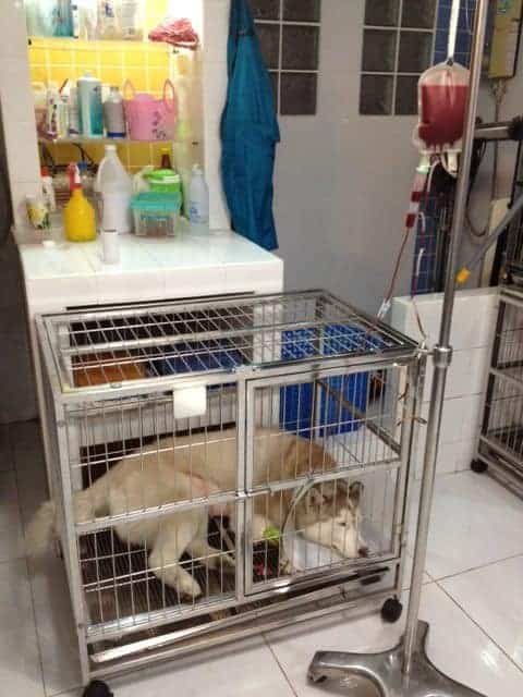 โรงพยาบาลสัตว์เอกชัย 5