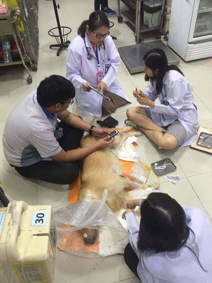 โรงพยาบาลสัตว์สวนหลวงสัตวแพทย์ SLV Pet Hospital 6