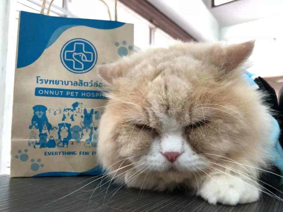 โรงพยาบาลสัตว์อ่อนนุช 7