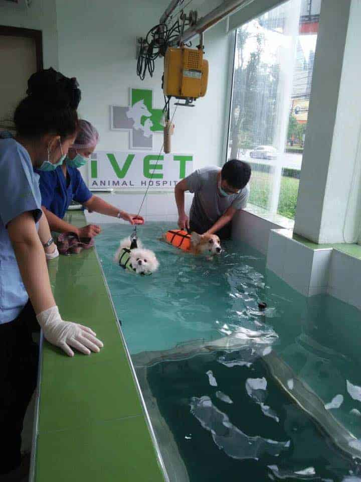 โรงพยาบาลสัตว์ไอเว็ท (เวสต์เซนทรัล ศาลายา) Ivethospital (West Central Salaya) 3