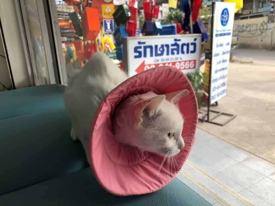 โรงพยาบาลสัตว์อ่อนนุช 8
