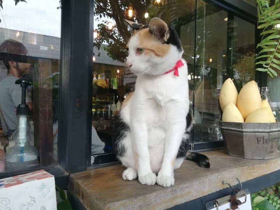 Favour Cafe (ท่ามหาราช) 4